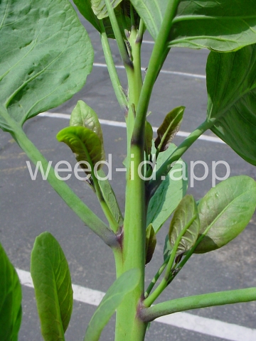 tobacco, tree